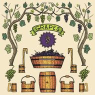 Vector wine grapes illustrations Winemaking design