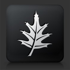 Black Square Button with Leaf Icon N10