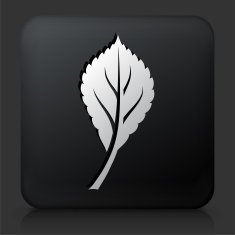 Black Square Button with Leaf Icon N12