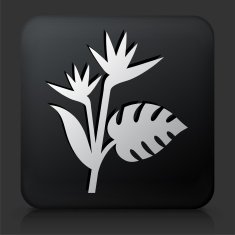 Black Square Button with Exotic Plant