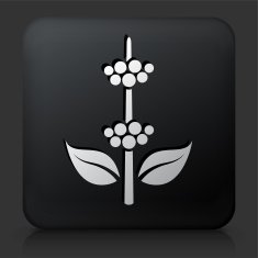 Black Square Button with Berry Plant Icon