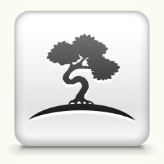 Square Button with Bonsai Tree