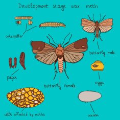 Development stage wax moth color N2