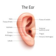 Realistic infographic ear icon