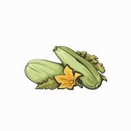 Zucchini isolated