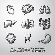 Internal human organs handdrawn icons set with - heart brains N2