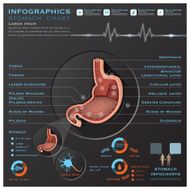 Stomach And Digestive Tract Anatomy System Medical Infographic Infochart N2