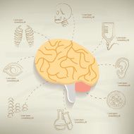 Brain and healthy info graphic design vector