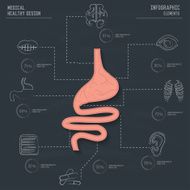 Stomach and healthy info graphic design vector