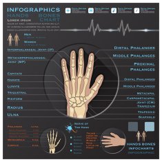 Hand Bone Skelatal System Infographic Infocharts Health And Medical N2