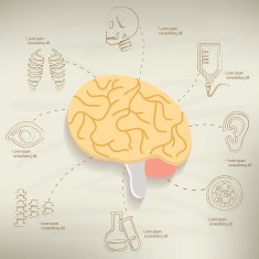 Brain and healthy info graphic design vector