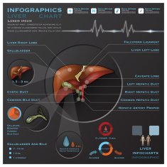 Liver And Gallbladder Medical Infographic Infochart N2