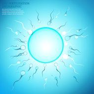 02 Egg Fertilization