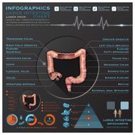 Large Intestine And Excretory Anatomy System Medical Infographic Infochart N2