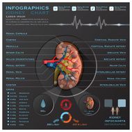 Kidney Medical Infographic Infochart N2