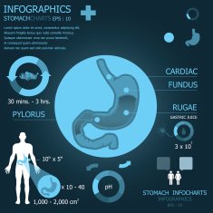 Stomach Infographics Infocharts N2