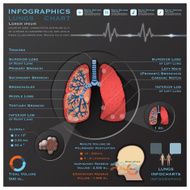 Lungs And Respiratory System Medical Infographic Infochart N2