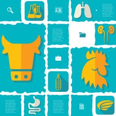 veterinary flat infographic N11