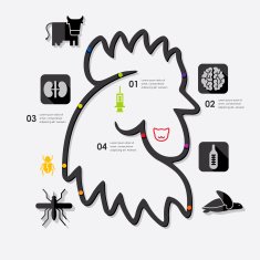 veterinary infographic N13
