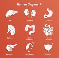 Set of cut-out paper icons with human internal organs