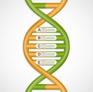 Infographics in the DNA helix form Vector design element
