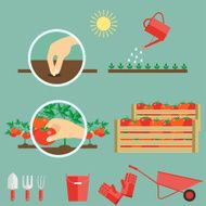 infographics growing tomatoes in the garden flat vector illustration