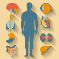 Flat design icons for medical theme Human anatomy huge collection