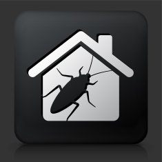 Black Square Button with Cockroach Pests at Home
