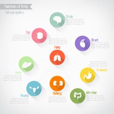 Functions of body infographics vector eps10