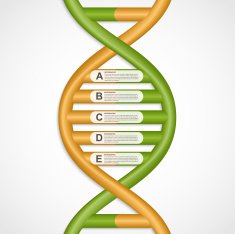Infographics in the DNA helix form Vector design element