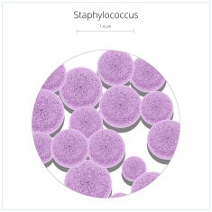 Staphylococcus bacterium vector illustration N2