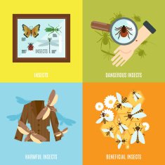 Insects Flat Set