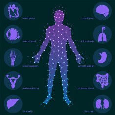 Medical background Human anatomy N3