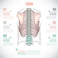 Human bone Infographics