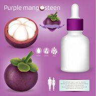 Mangosteen illustrator vector infographics N2