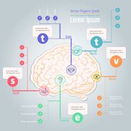 Info graphic of Sense Organs spot in Human Brain