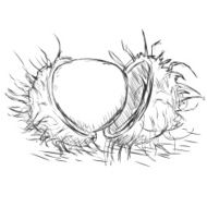 Vector Sketch Rambutan N2