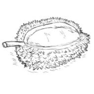 Vector Sketch Durian N2