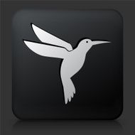 Black Square Button with Hummingbird