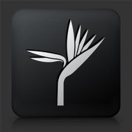 Black Square Button with Exotic Flower