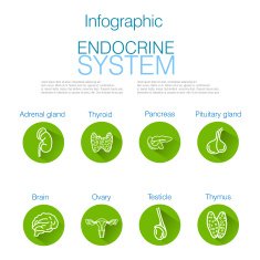 Endocrine System Infographic Design N3