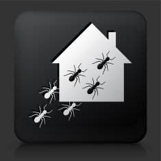 Black Square Button with Ants at Home Icon