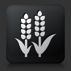 Black Square Button with Wheat Icon