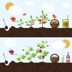 Vector garden illustration in flat style N5