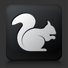 Black Square Button with Squirrel N2