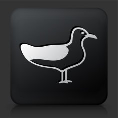 Black Square Button with Seagul Icon