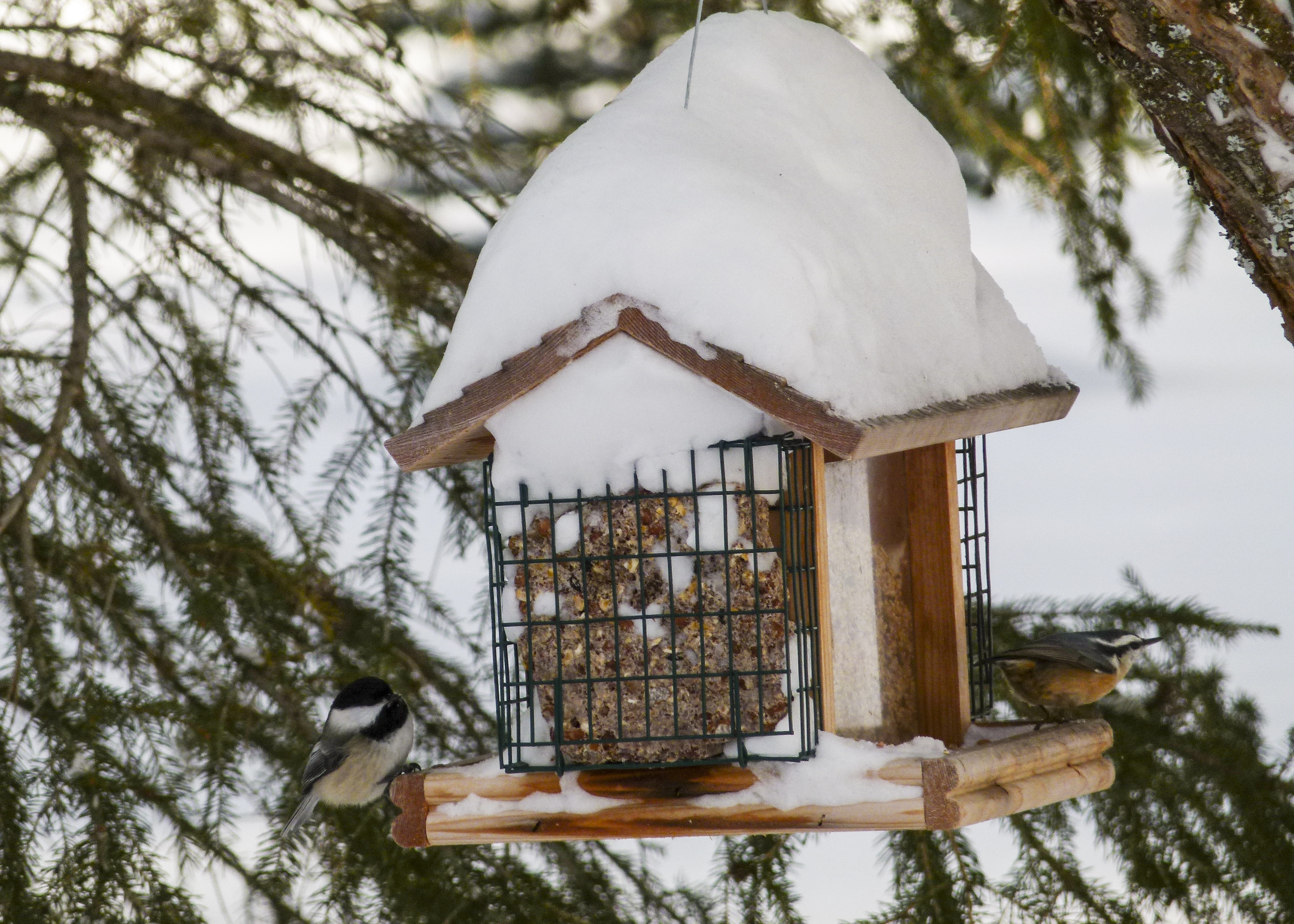 Зимний домик для птиц