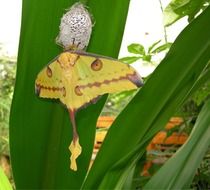 magnificent butterfly cocoon