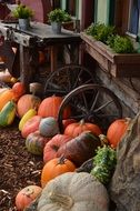 decoration of orange pumpkins and wooden cart wheels at the front of the building