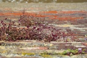 violet dulcimer herb on the wall